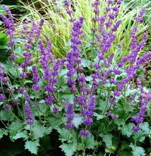 Attēlu rezultāti vaicājumam “Salvia verticillata”