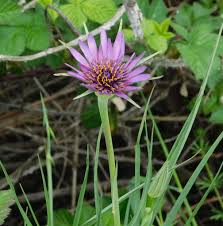 Attēlu rezultāti vaicājumam “Tragopogon heterospermus”