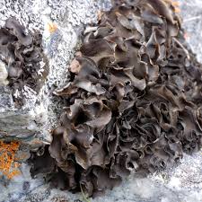 Attēlu rezultāti vaicājumam “Leptogium saturninum”