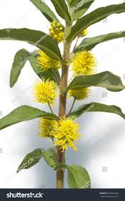 Attēlu rezultāti vaicājumam “Lysimachia thyrsiflora flower”