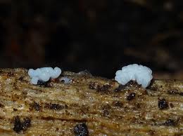 Attēlu rezultāti vaicājumam “Stemonitis marjana stalked”