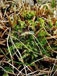 Attēlu rezultāti vaicājumam “Schistidium apocarpum stalked”