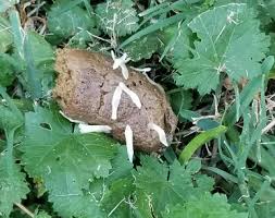Image result for cestoda excrement dog