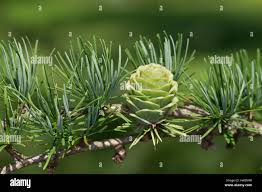 Attēlu rezultāti vaicājumam “Larix kaempferi leaf”