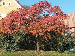 Attēlu rezultāti vaicājumam “Rhus typhina”