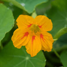 Image result for Tropaeolum majus