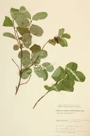 Attēlu rezultāti vaicājumam “Caprifoliaceae”