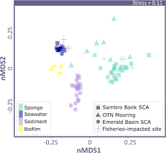 Image result for Vazella pourtalesii