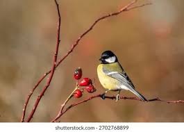Attēlu rezultāti vaicājumam “Parus major female”