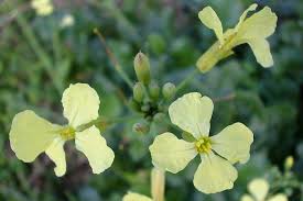 Attēlu rezultāti vaicājumam “Raphanus raphanistrum flower”