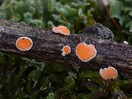 Attēlu rezultāti vaicājumam “Lachnellula willkommii”