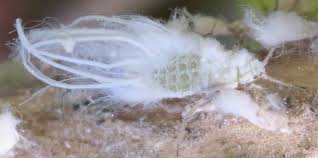 Attēlu rezultāti vaicājumam “Prociphilus xylostei”