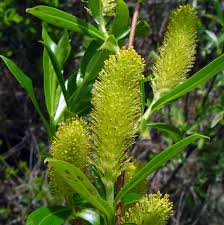 Attēlu rezultāti vaicājumam “Salix x doniana flower”