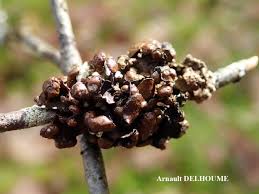 Attēlu rezultāti vaicājumam “Cetraria sepincola”