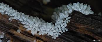 Attēlu rezultāti vaicājumam “Ceratiomyxa fruticulosa”