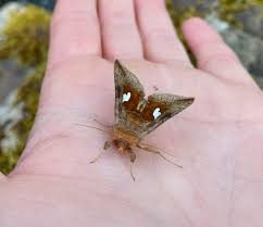 Image result for Clyde Valley Predators