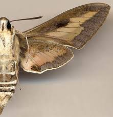 Attēlu rezultāti vaicājumam “Hyles gallii imago”