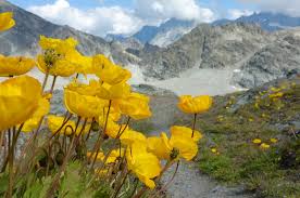 Image result for Alpenmohn