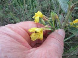 Attēlu rezultāti vaicājumam “Oenothera biennis flower”