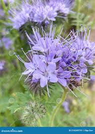 Attēlu rezultāti vaicājumam “Hydrophyllaceae”