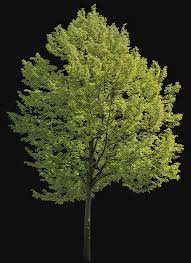 Attēlu rezultāti vaicājumam “Tilia platyphyllos subsp. platyphyllos”