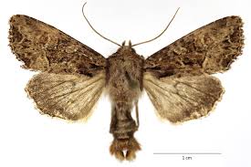 Attēlu rezultāti vaicājumam “Apamea remissa”