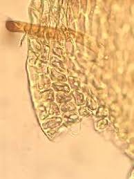 Attēlu rezultāti vaicājumam “Hypnum cupressiforme var. subjulacum”