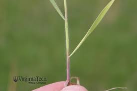 Attēlu rezultāti vaicājumam “Anisantha tectorum fruit”