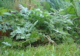Image result for Tanacetum parthenium 'Tetraweiss'