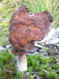 Attēlu rezultāti vaicājumam “Gyromitra infula”