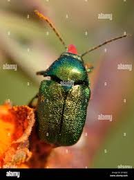 Attēlu rezultāti vaicājumam “Cryptocephalus aureolus, Cryptocephalus sericeus”