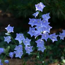 Image result for Campanula affinis