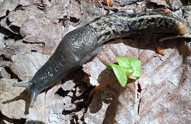 Attēlu rezultāti vaicājumam “Limax cinereoniger”