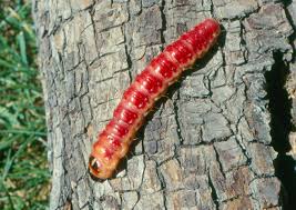 Attēlu rezultāti vaicājumam “Cossus cossus”