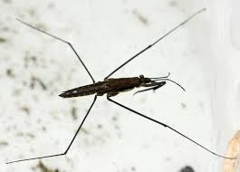 Attēlu rezultāti vaicājumam “Aquarius najas”