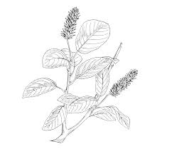 Attēlu rezultāti vaicājumam “Salix pentandra”