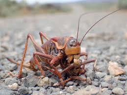 Attēlu rezultāti vaicājumam “Diderma simplex macro”