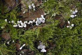 Attēlu rezultāti vaicājumam “Phleogena faginea young”