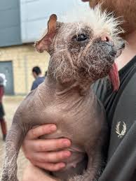 Image result for ugliest dog