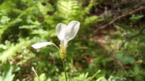 Attēlu rezultāti vaicājumam “Cardamine bulbifera”