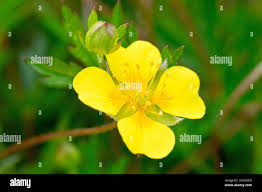Attēlu rezultāti vaicājumam “Potentilla erecta flower”