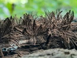 Attēlu rezultāti vaicājumam “Stemonitis fusca plasmodium”