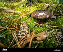 Attēlu rezultāti vaicājumam “Lactarius necator”