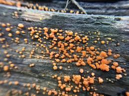 Attēlu rezultāti vaicājumam “Dacrymyces stillatus”