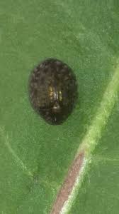 Attēlu rezultāti vaicājumam “Cytilus sericeus”