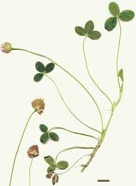 Attēlu rezultāti vaicājumam “Trifolium fragiferum leaf”