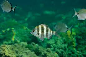 Image result for Diplodus helenae