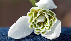 Attēlu rezultāti vaicājumam “Galanthus nivalis flower”