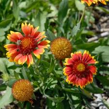 Attēlu rezultāti vaicājumam “Carex globularis flower”