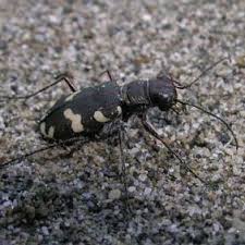 Attēlu rezultāti vaicājumam “Cicindela sylvatica”